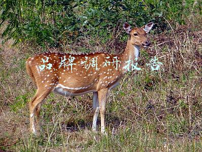 品牌调研报告模板(2019 全屋定制（样本品牌）调研报告｜综述：行业发展现状及建议)