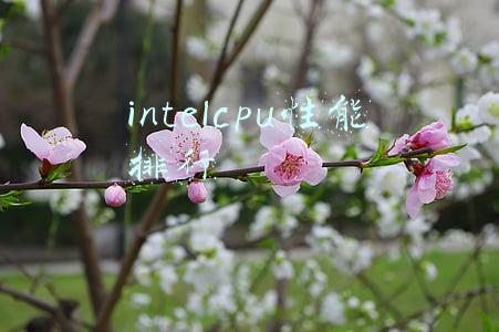 intelcpu性能排行