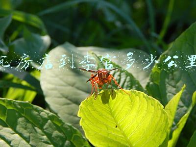 瓦房店李官镇，瓦房店李官镇天气预报