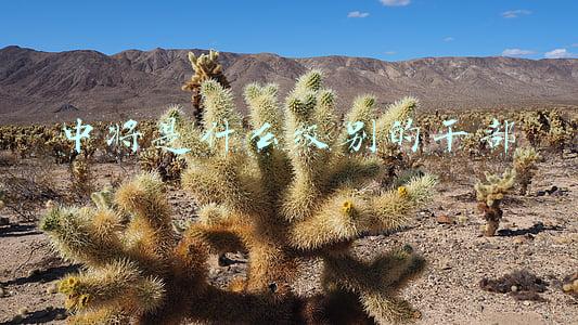 大校是什么级别的干部(大校在军队中是什么级别，都哪些国家有此军衔？)