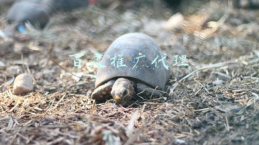 百度推广代理商怎么申请(个人也能在百度投广告？百度广告个人开户怎么开？)