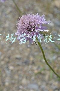 市场营销技巧