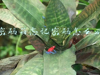 密码箱忘记密码怎么办,怎么打开(密码箱忘记密码，快速打开详细教程！！！！)