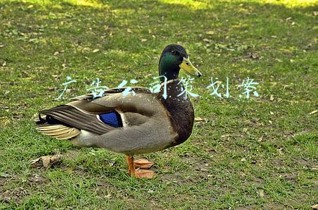 广告公司活动策划方案(小白必知丨广告策划的步骤)