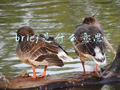 brief是什么意思