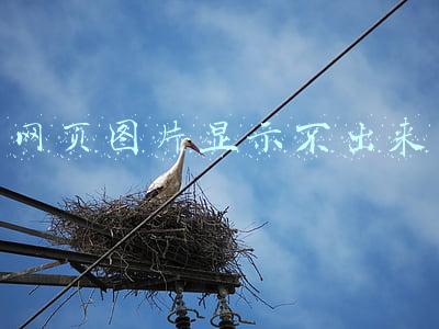 网页图片显示不出来