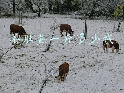 羊肚菌价格多少钱一斤(野生变“家养”后的羊肚菌：从1800元/斤降到了400元/斤)