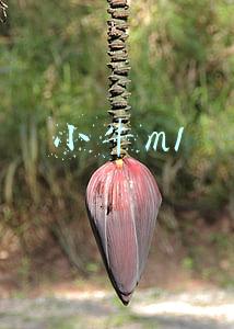 小牛m1