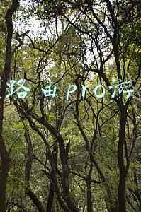 荣耀路由pro游戏版