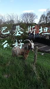 中国和巴基斯坦关系为什么这么好