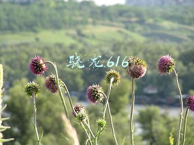 骁龙616