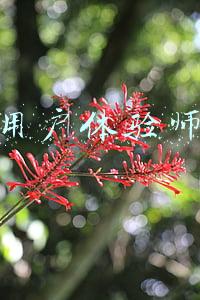 用户体验师