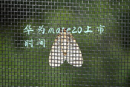 华为mate20上市时间表(Mate 30工业设计下放！华为畅享20系列宣布：9月3日登场)