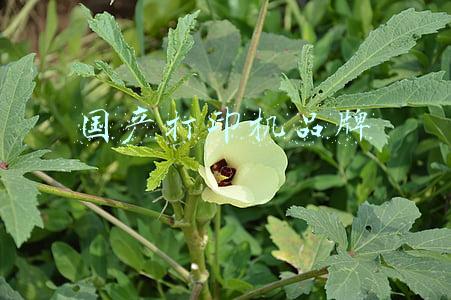 国产打印机品牌排行榜推荐(必买：这三款国产打印机真让人心动)