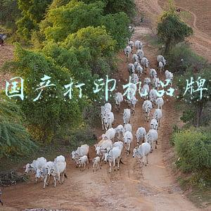 国产打印机品牌