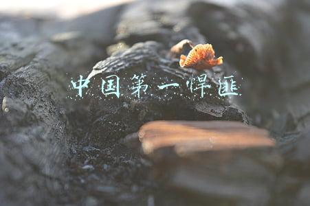 中国第一悍匪
