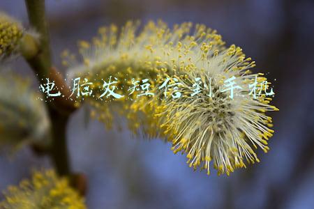 手机短信怎么传到电脑上(如何用电脑向手机客户群发短信)