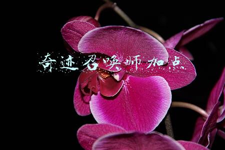 奇迹召唤师加点公式(全民奇迹法师各类型加点介绍)