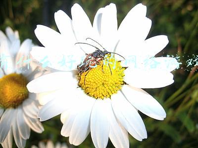 有什么好玩的网络游戏