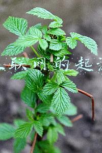 互联网的起源