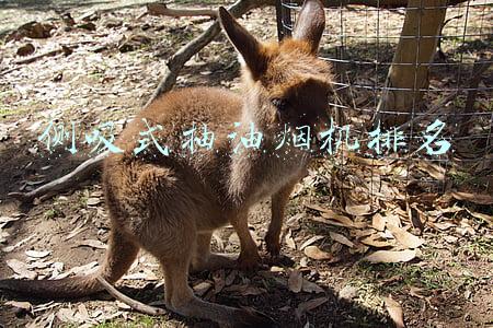 侧吸式抽油烟机排名