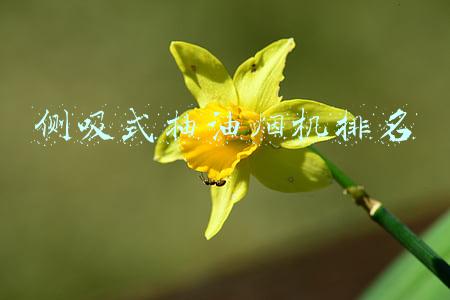 侧吸式抽油烟机排名