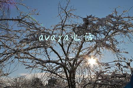 avaya电话
