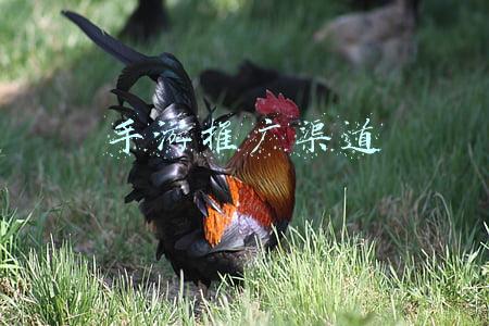 手游推广渠道和推广方式(丸子：手游推广获客的主流方法)