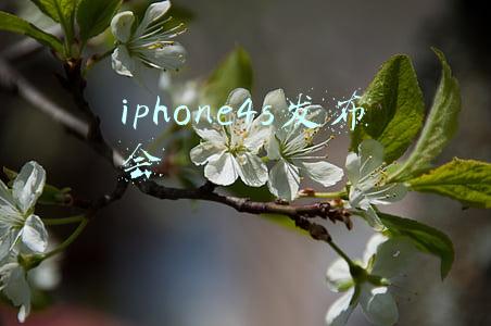 iphone4s发布会