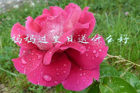 妈妈过生日送什么好