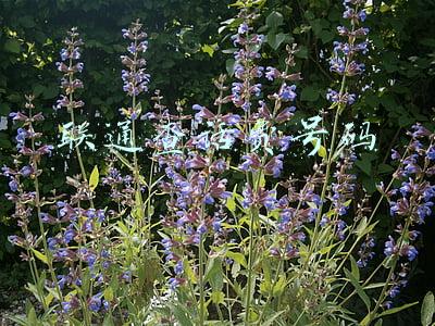 联通查话费号码