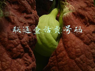 联通查话费号码