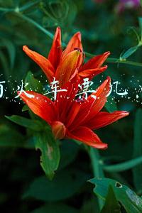 网上订火车票几点开始