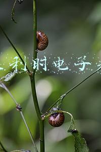 聚利时电子表