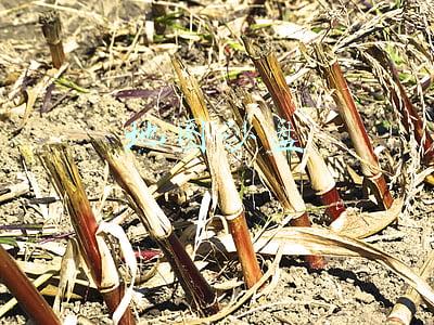 地图沙盘软件(裸奔必备：沙盘Sandboxie 4.19.4最新版下载)