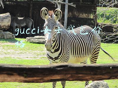 gucci女士钱包价格