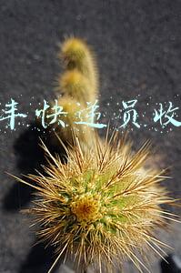 漯河顺丰快递员收入(多家快递在漯河都有分拨中心，大家知道是为什么吗？)