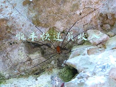 顺丰快递员收入