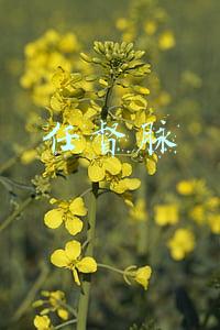 任督脉