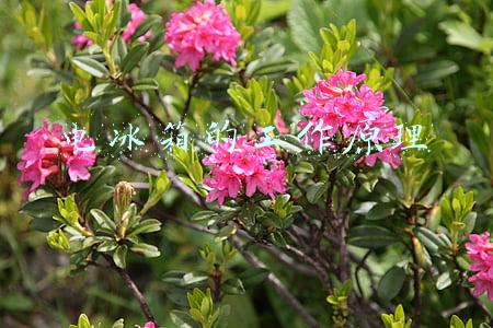 电冰箱的工作原理