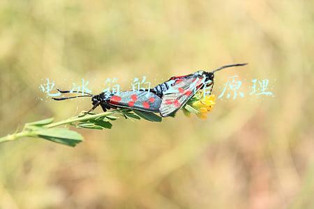电冰箱的工作原理