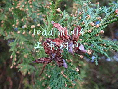 ipad mini4上市时间顺序(配A8处理器 苹果iPad mini 4或6月发布)