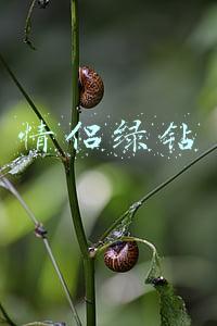 情侣绿钻打一数字(淘宝、B 站、网易云的「一起」功能，是异地神器还是社交必备？)