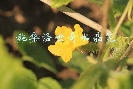 施华洛世奇水晶笔
