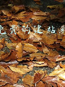 怎样建立网站免费的(按照这个步骤操作，就可以申请免费邮箱啦，一看就学会了)