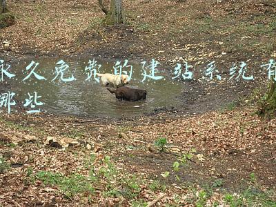 免费个人建站系统哪个好用(五个建站首选的博客网站CMS平台)