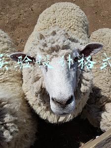 心理学实验设计格式(学会了这些“读心术”，还怕治不住一个熊孩子？！)