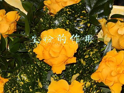 生粉的作用