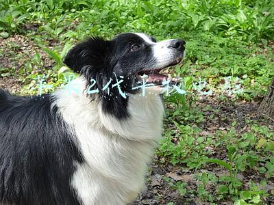 苹果2代平板电脑
