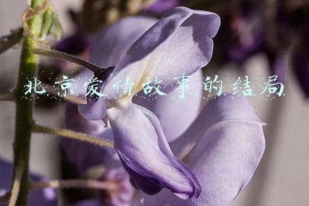 北京爱情故事的结局